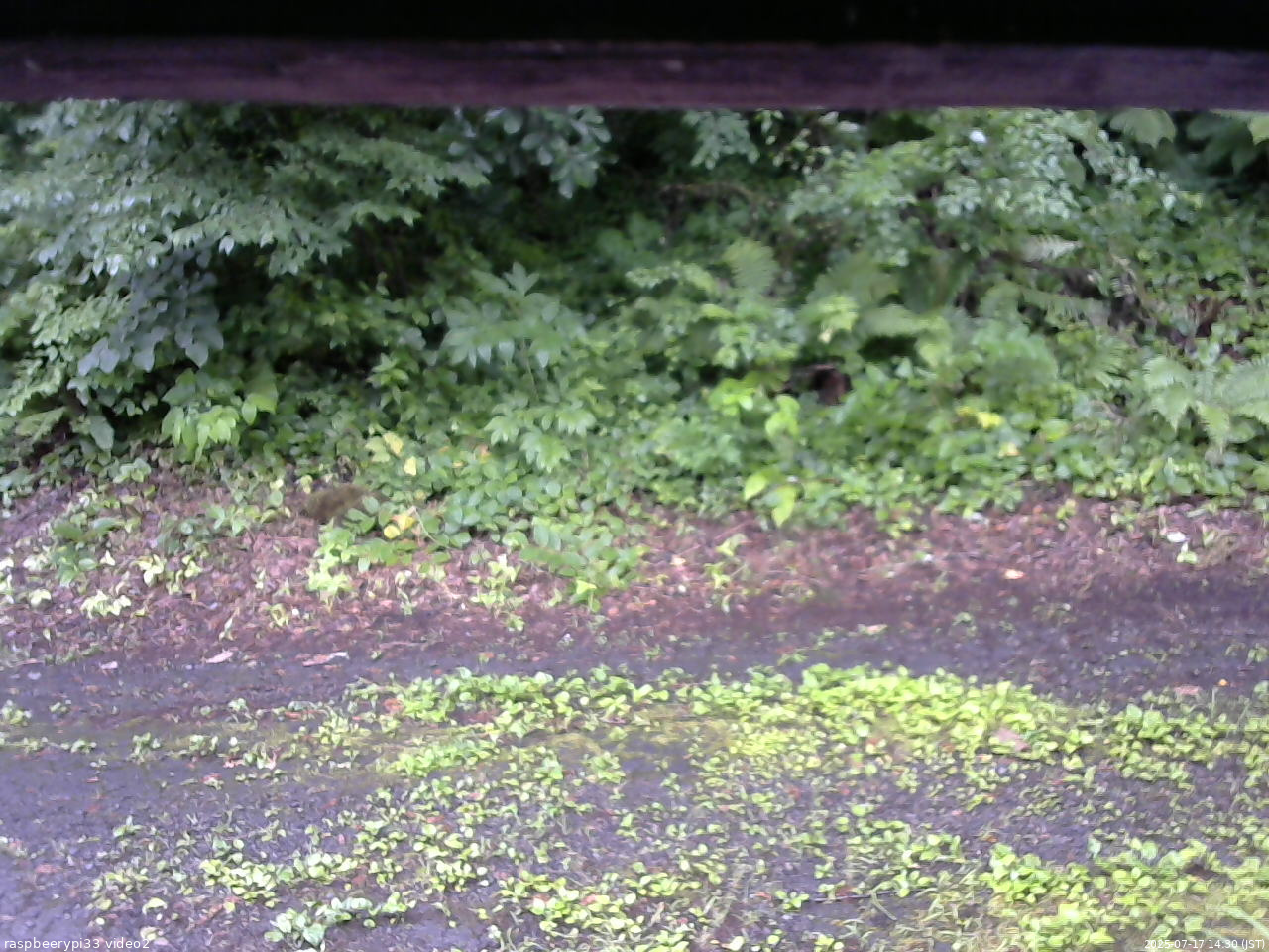 長野県菅平高原 ゆたか山荘 南側 2025/07/17 14:30