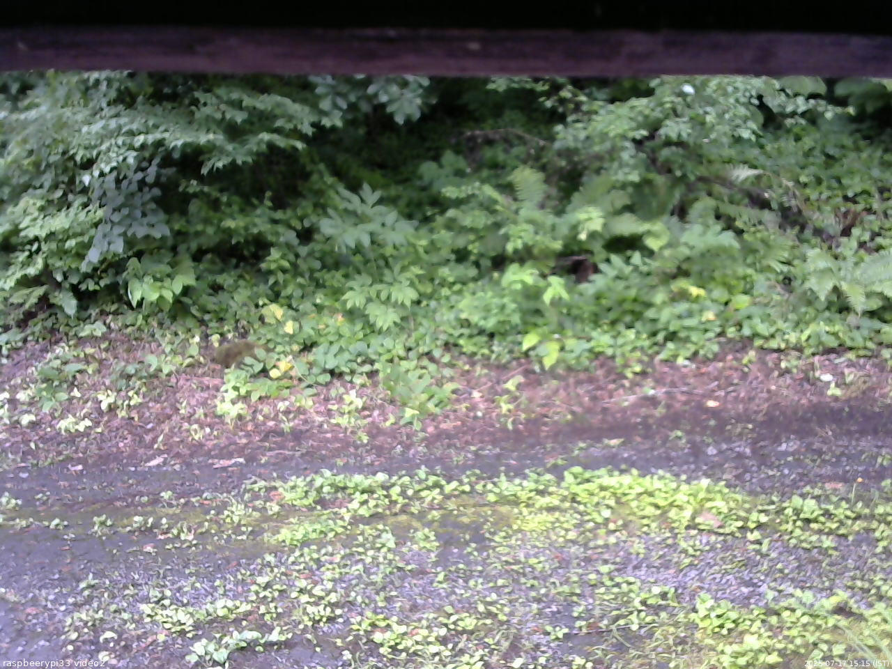 長野県菅平高原 ゆたか山荘 南側 2025/07/17 15:15