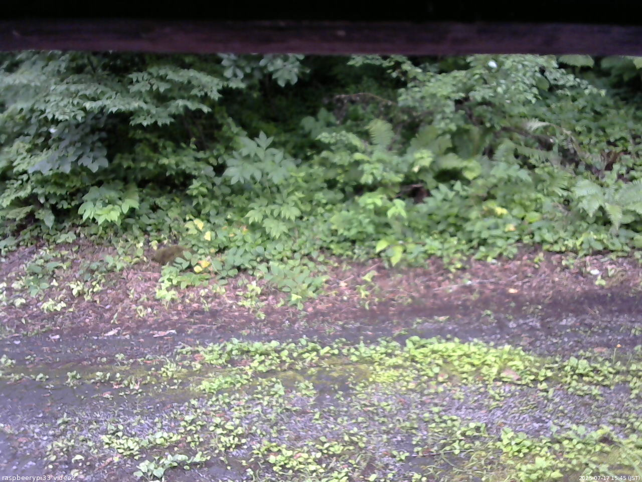 長野県菅平高原 ゆたか山荘 南側 2025/07/17 15:45