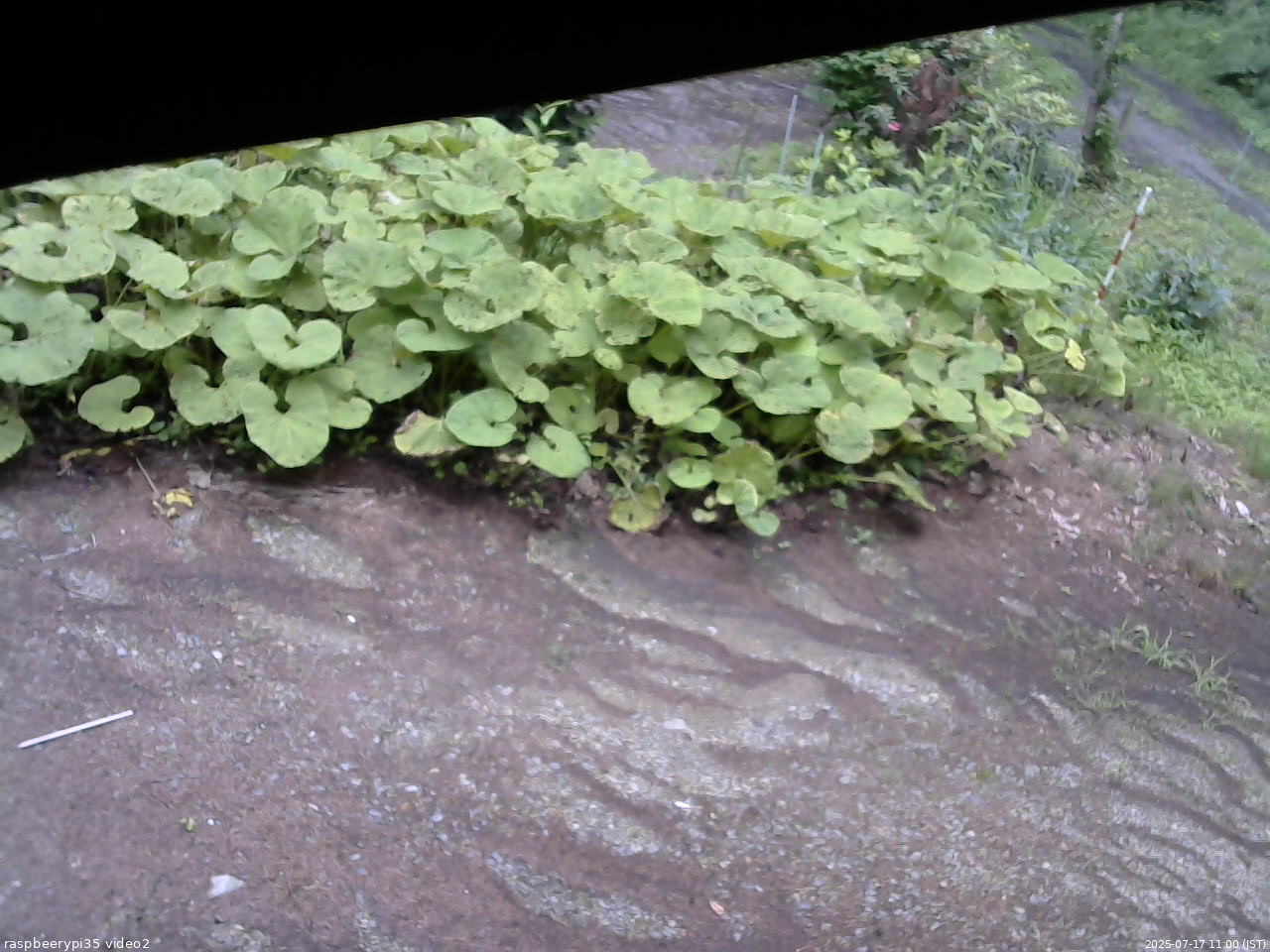 長野県菅平高原 ゆたか山荘 駐車場 2025/07/17 11:00