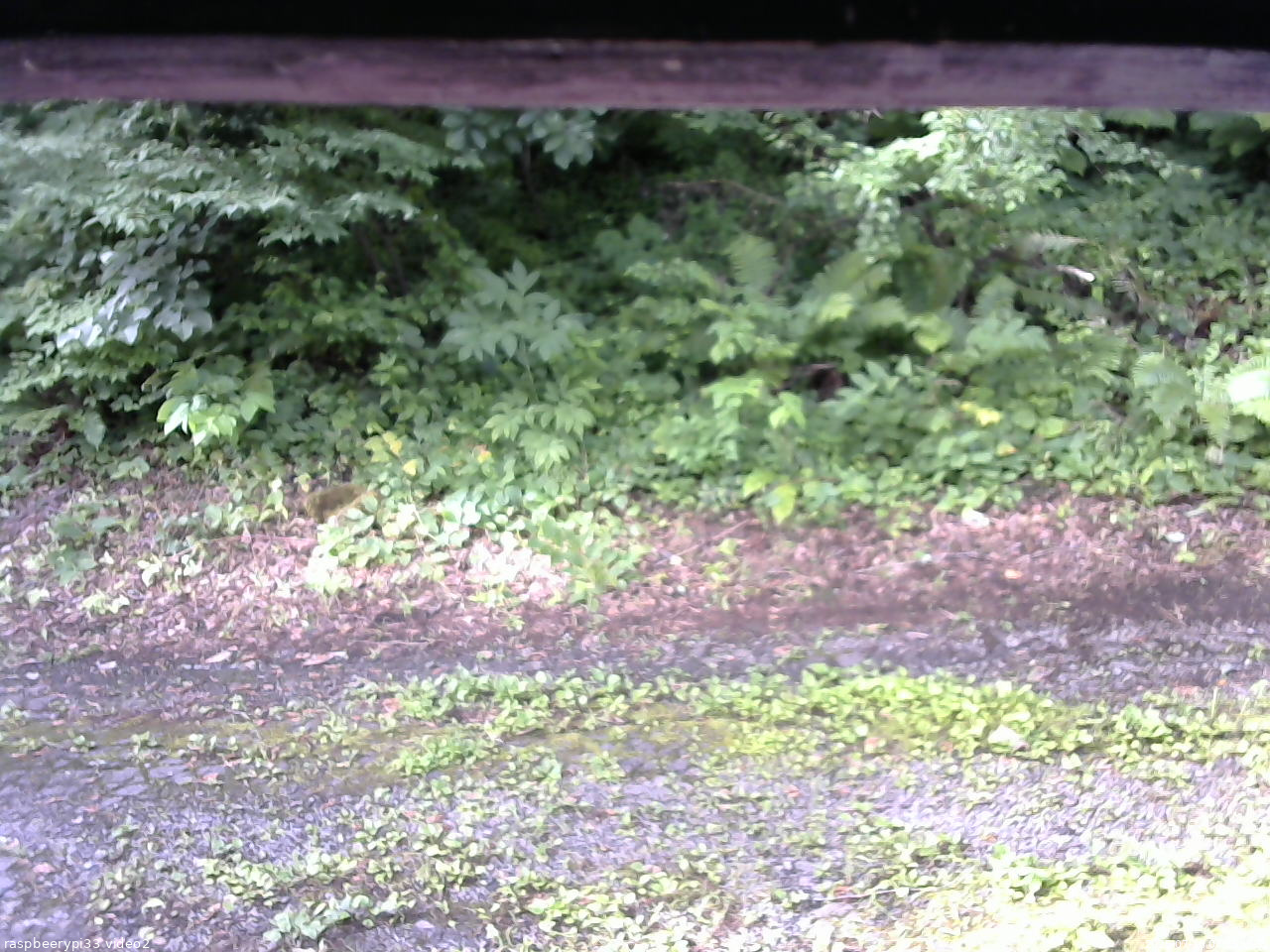 長野県菅平高原 ゆたか山荘 南側 2025/07/18 07:15