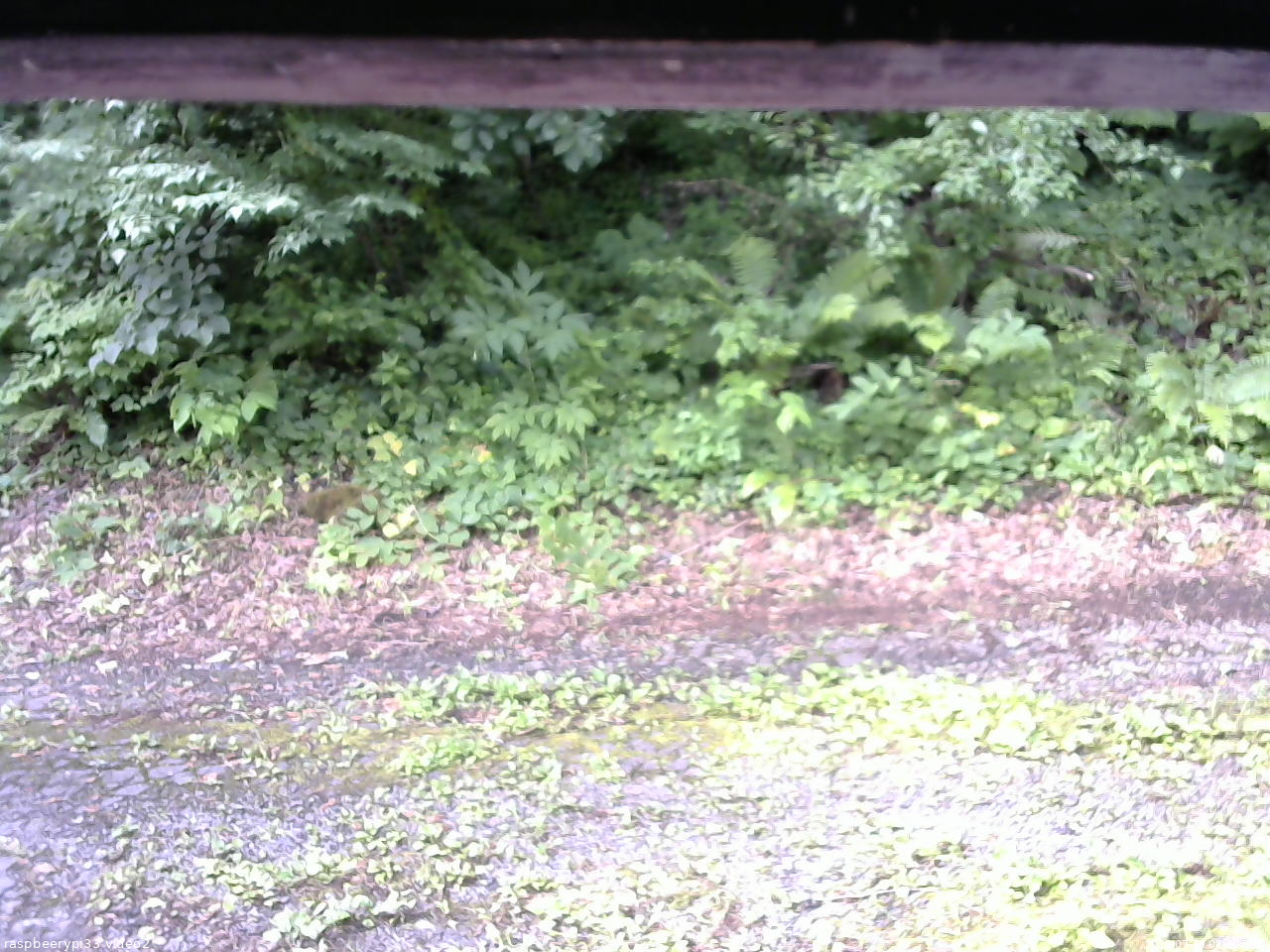 長野県菅平高原 ゆたか山荘 南側 2025/07/18 07:30