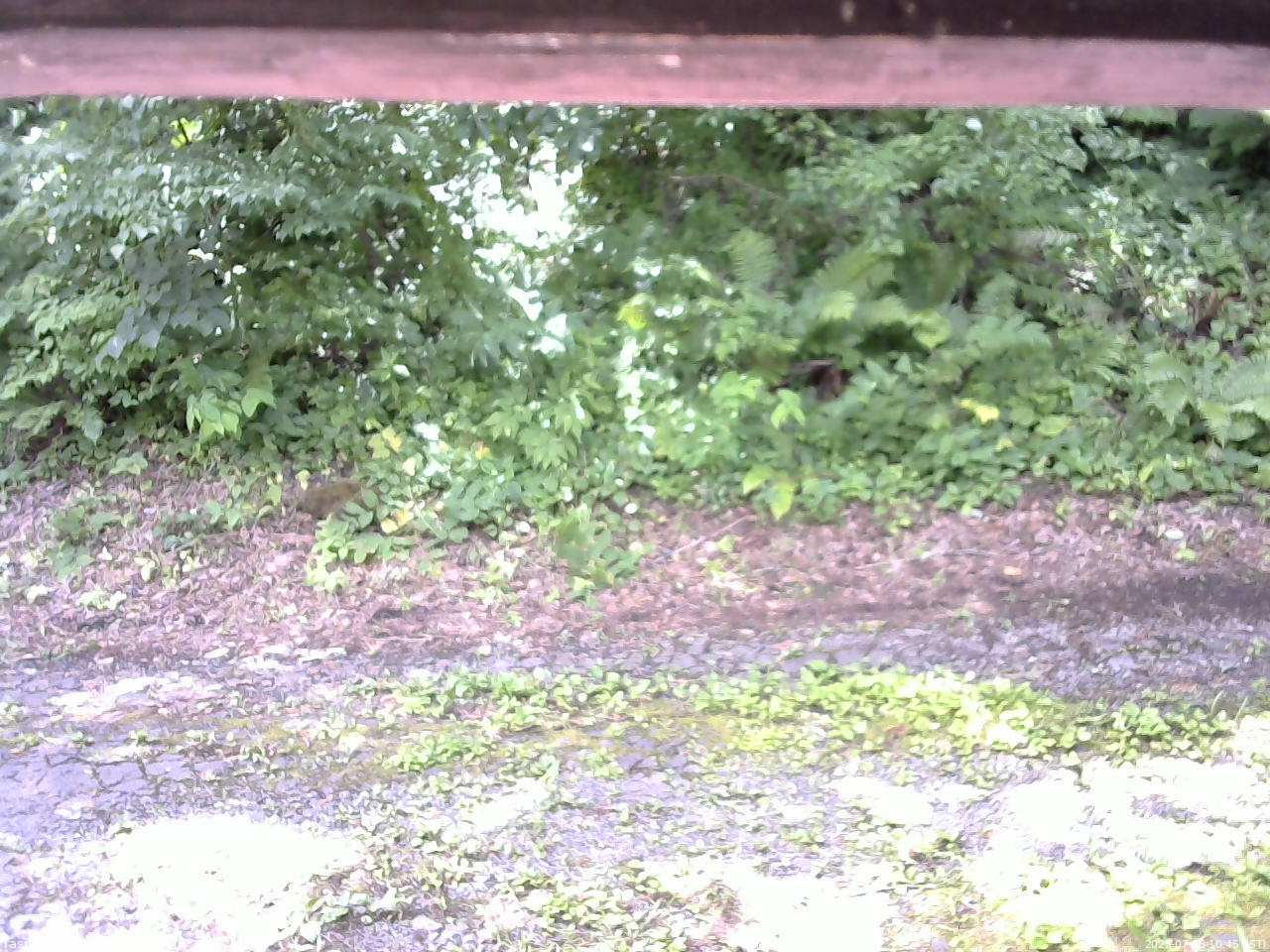 長野県菅平高原 ゆたか山荘 南側 2025/07/18 10:45