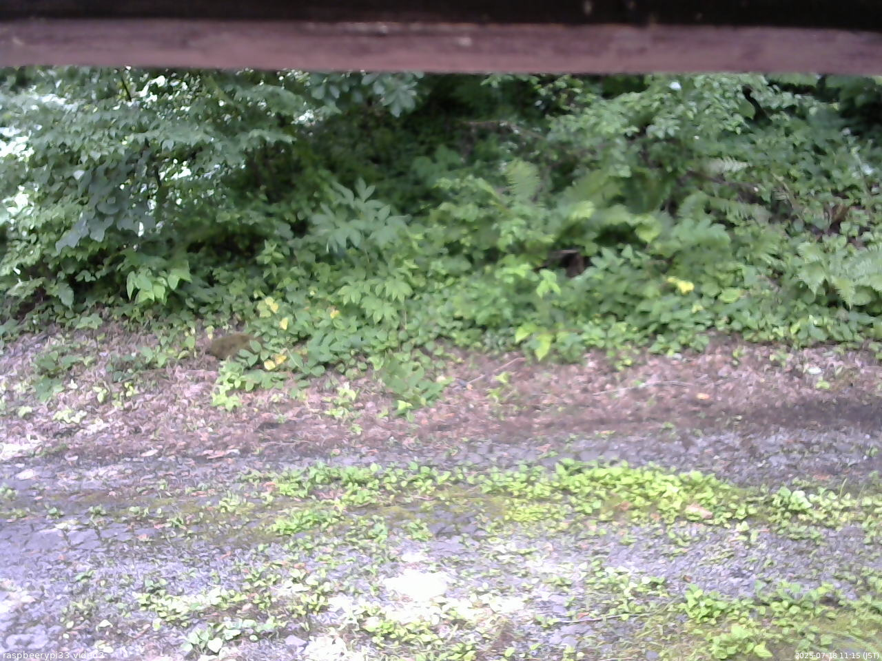 長野県菅平高原 ゆたか山荘 南側 2025/07/18 11:15