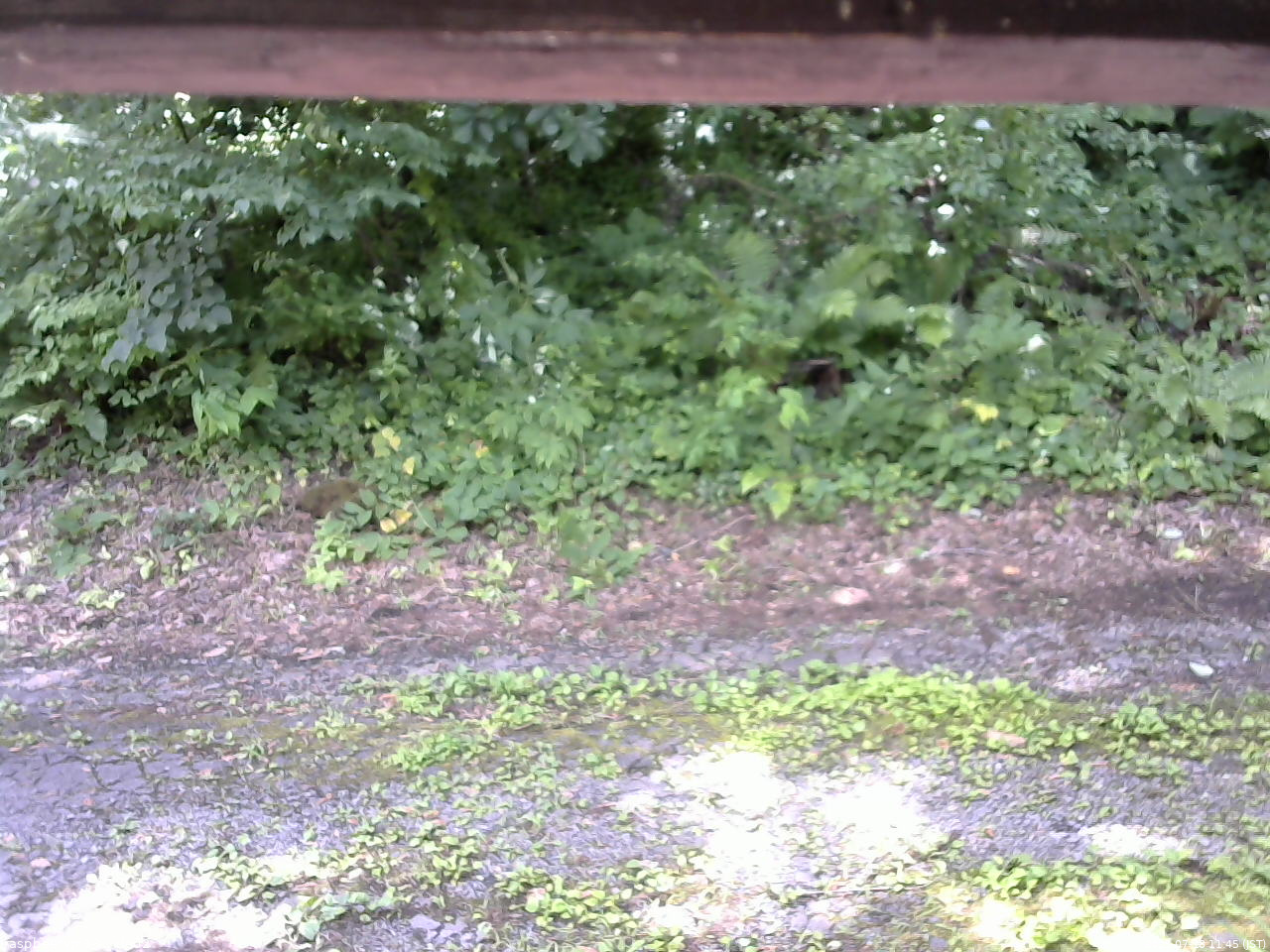 長野県菅平高原 ゆたか山荘 南側 2025/07/18 11:45