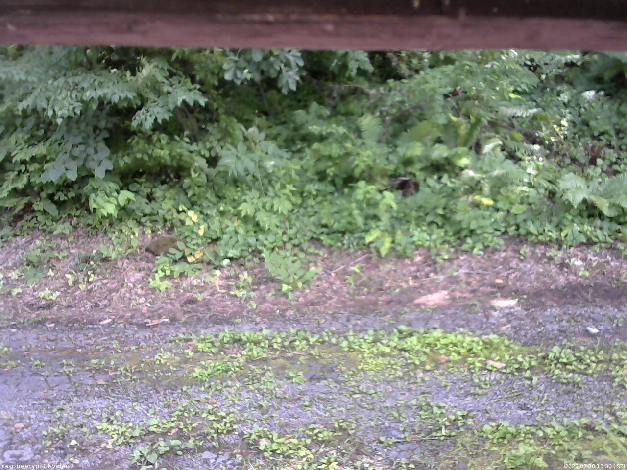 長野県菅平高原 ゆたか山荘 南側 2025/07/18 13:30