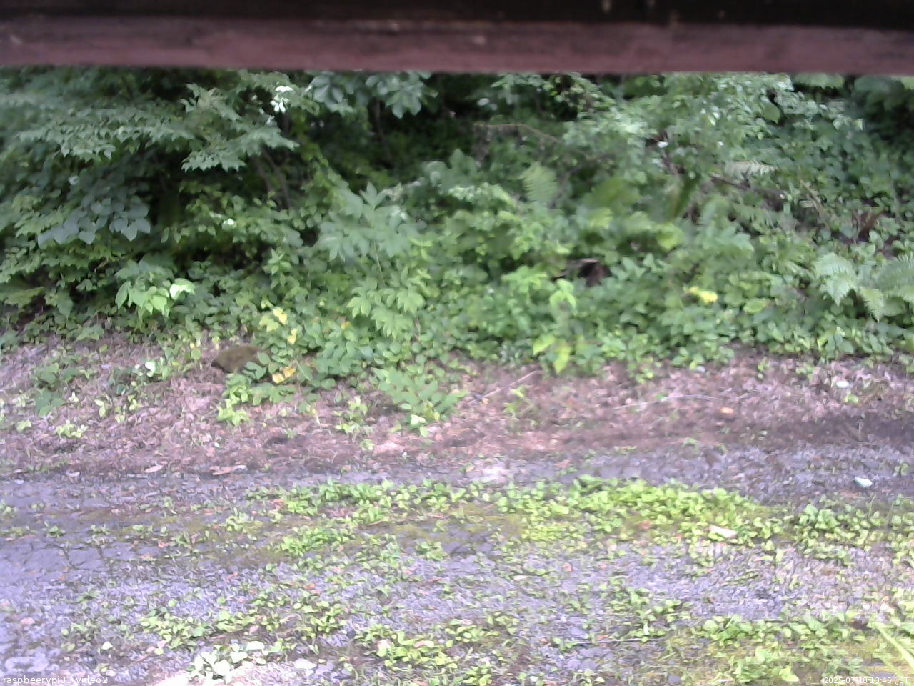 長野県菅平高原 ゆたか山荘 南側 2025/07/18 13:45