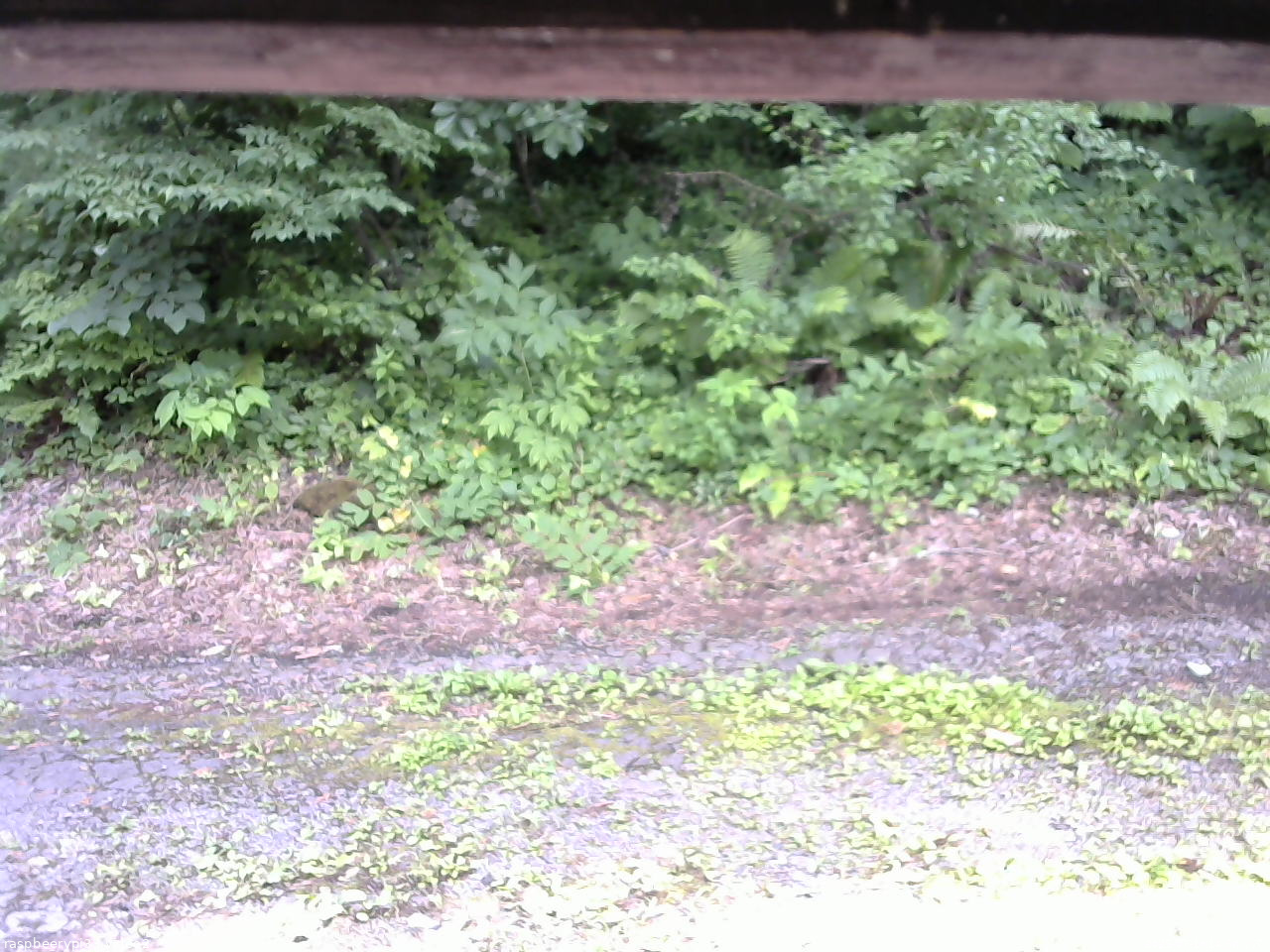 長野県菅平高原 ゆたか山荘 南側 2025/07/18 14:30