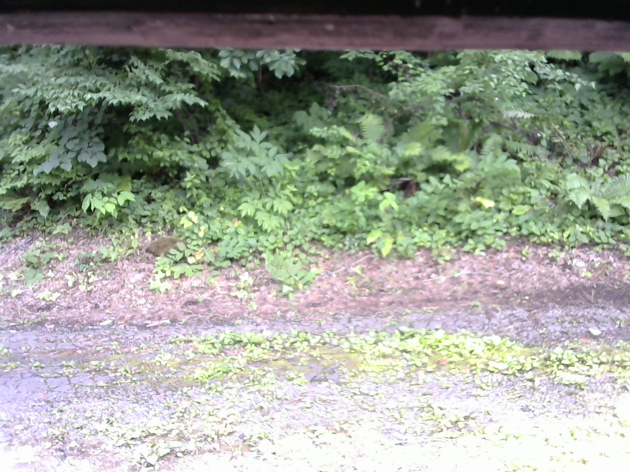 長野県菅平高原 ゆたか山荘 南側 2025/07/18 14:45