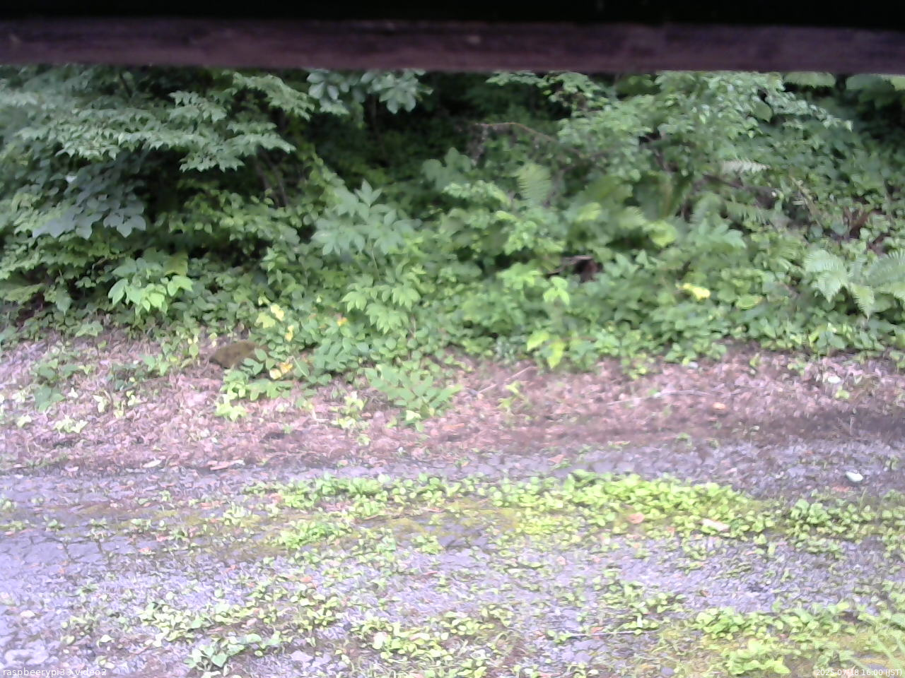 長野県菅平高原 ゆたか山荘 南側 2025/07/18 16:00