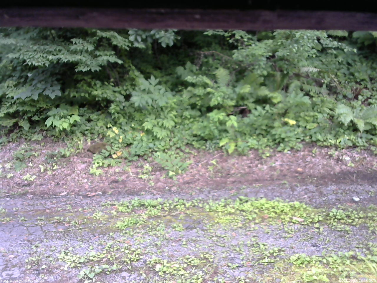 長野県菅平高原 ゆたか山荘 南側 2025/07/18 16:15