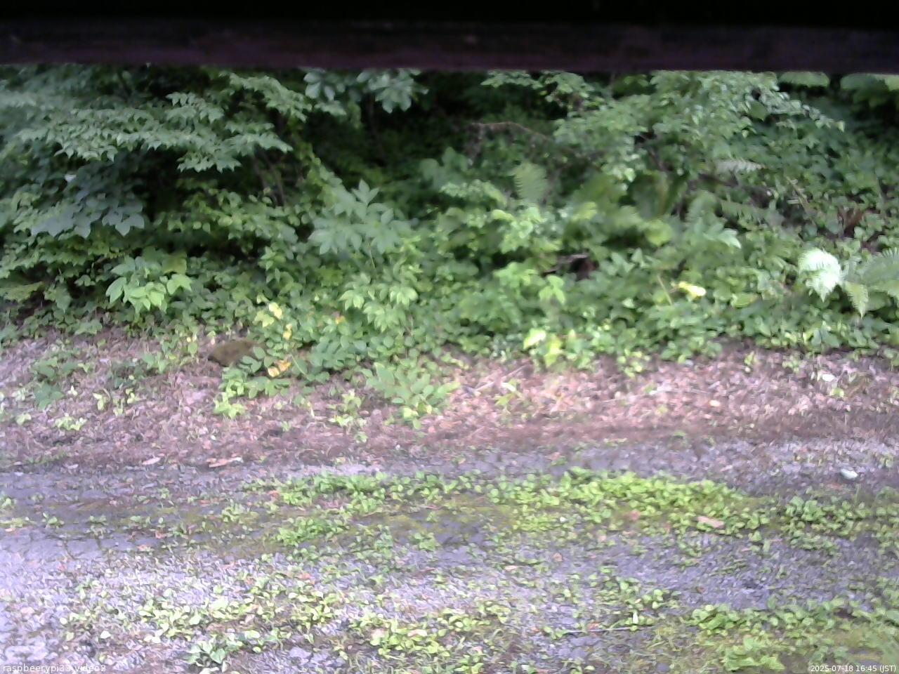 長野県菅平高原 ゆたか山荘 南側 2025/07/18 16:45