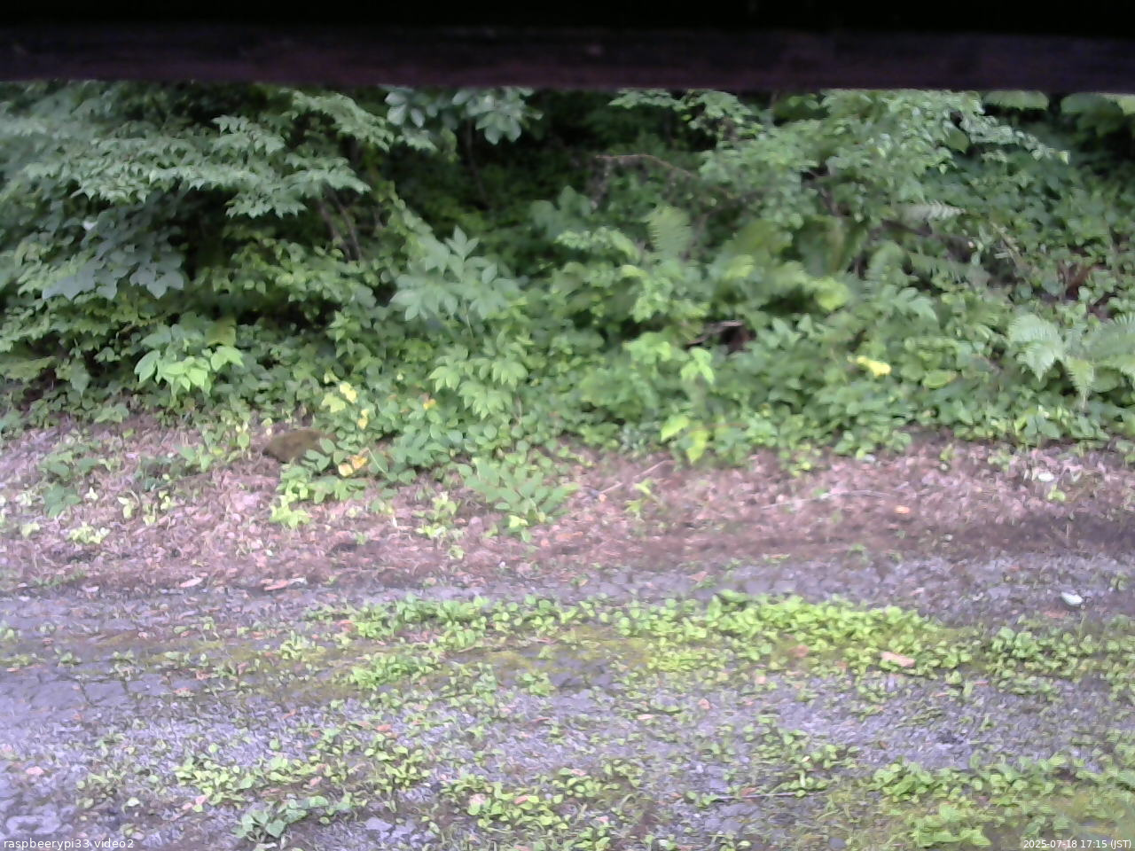 長野県菅平高原 ゆたか山荘 南側 2025/07/18 17:15