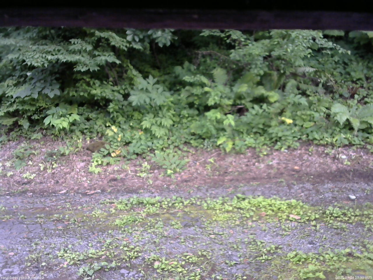 長野県菅平高原 ゆたか山荘 南側 2025/07/18 17:30