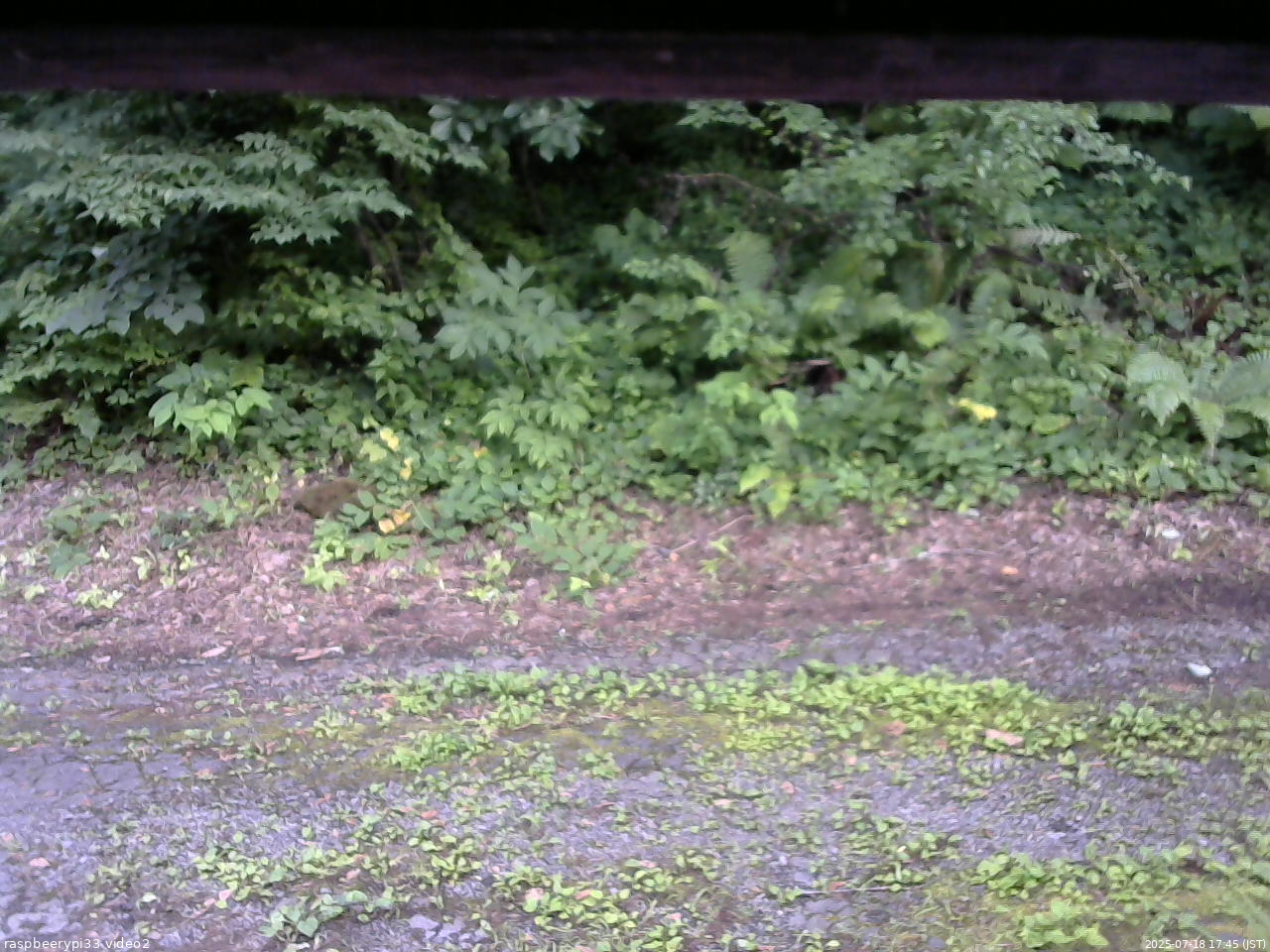 長野県菅平高原 ゆたか山荘 南側 2025/07/18 17:45