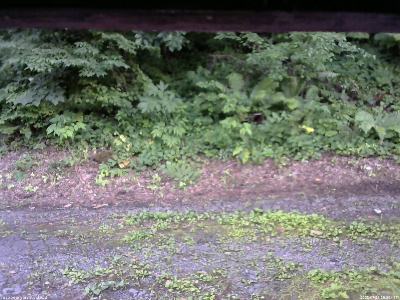 長野県菅平高原 ゆたか山荘 南側 2025/07/18 18:30