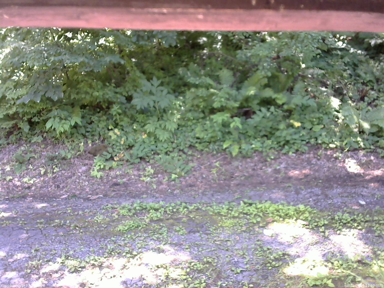 長野県菅平高原 ゆたか山荘 南側 2025/07/19 11:30