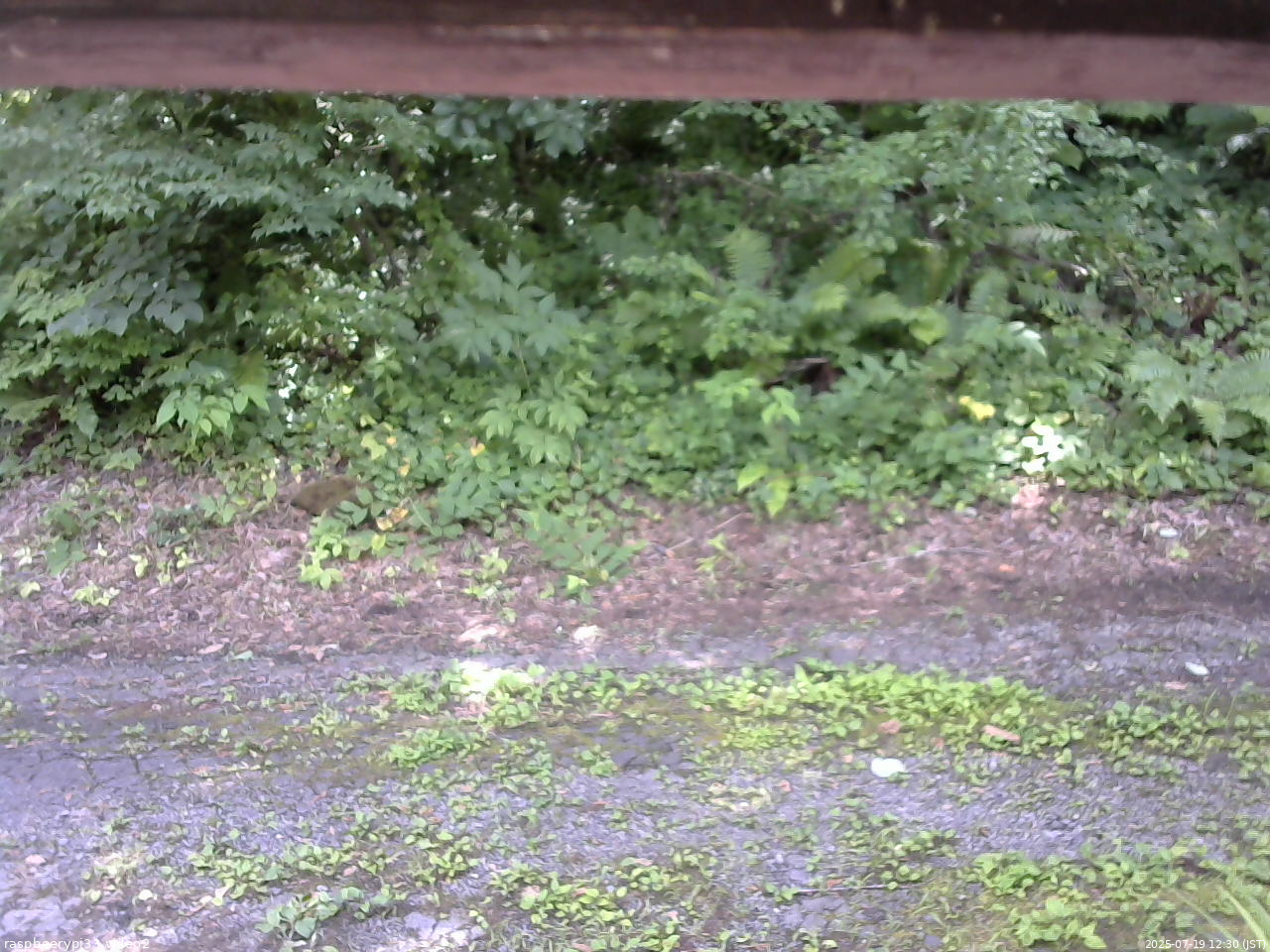 長野県菅平高原 ゆたか山荘 南側 2025/07/19 12:30