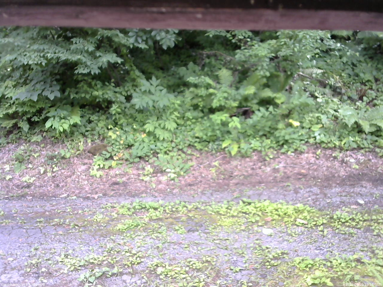 長野県菅平高原 ゆたか山荘 南側 2025/07/19 13:15