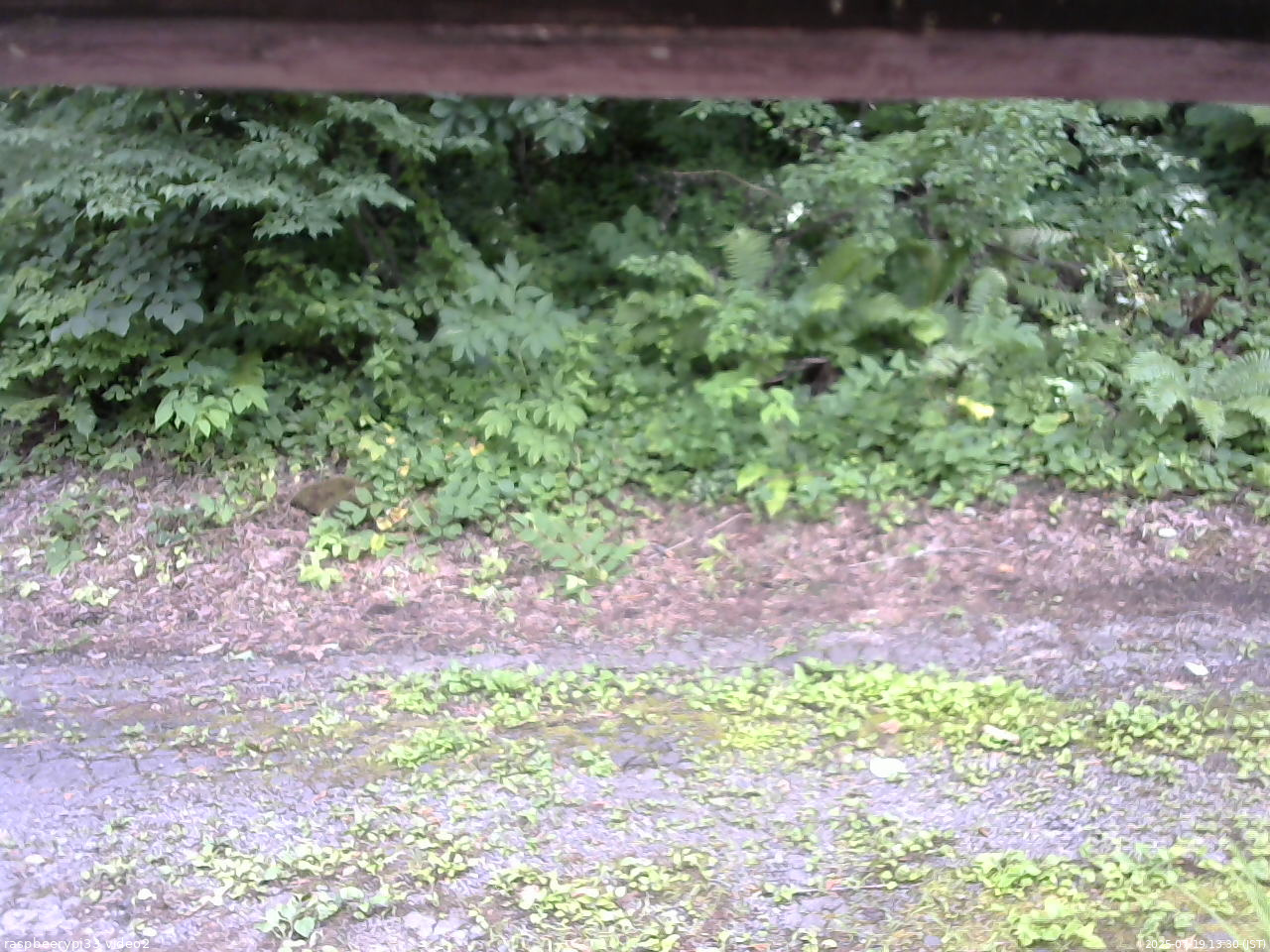 長野県菅平高原 ゆたか山荘 南側 2025/07/19 13:30