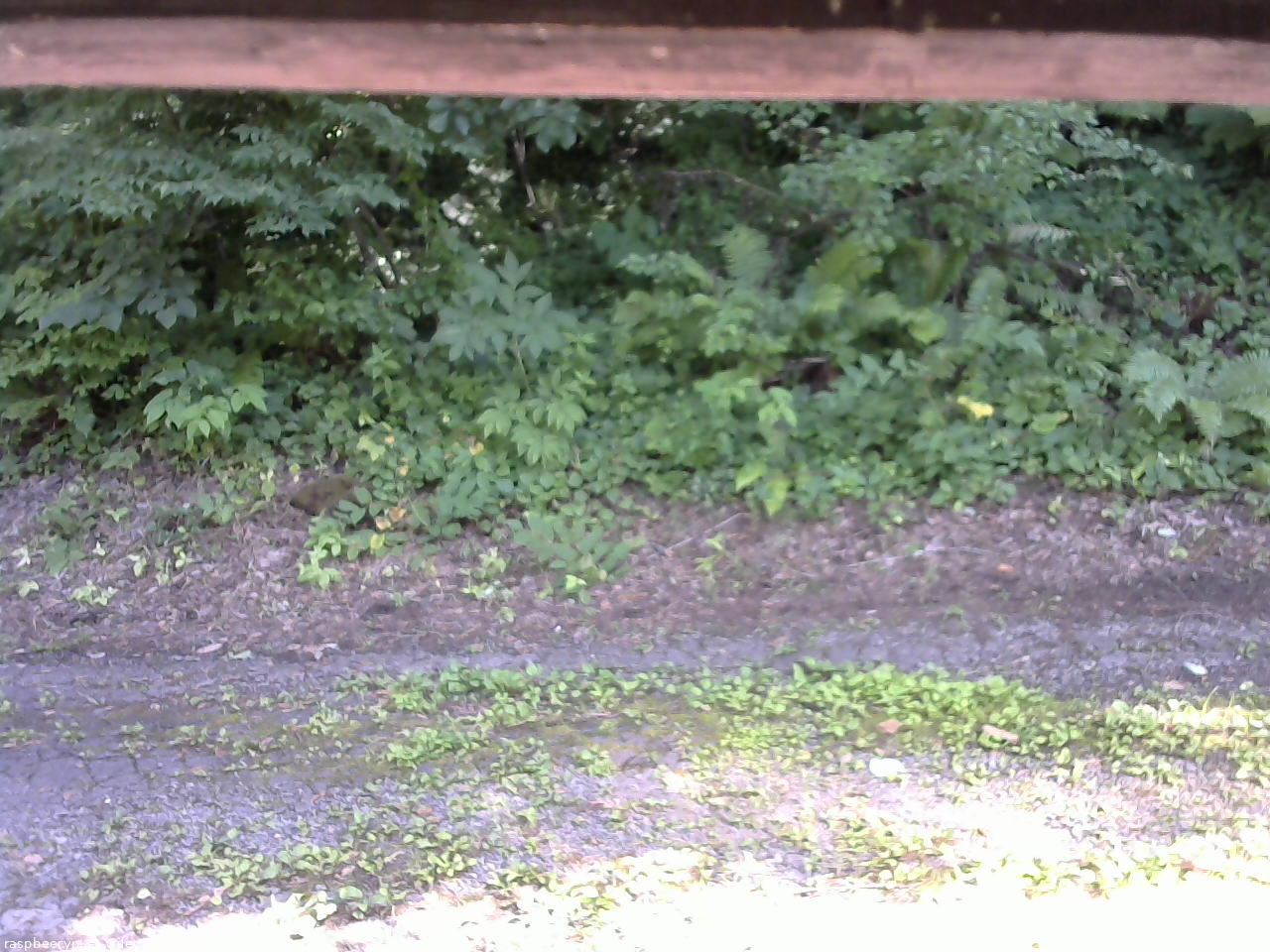 長野県菅平高原 ゆたか山荘 南側 2025/07/19 14:30