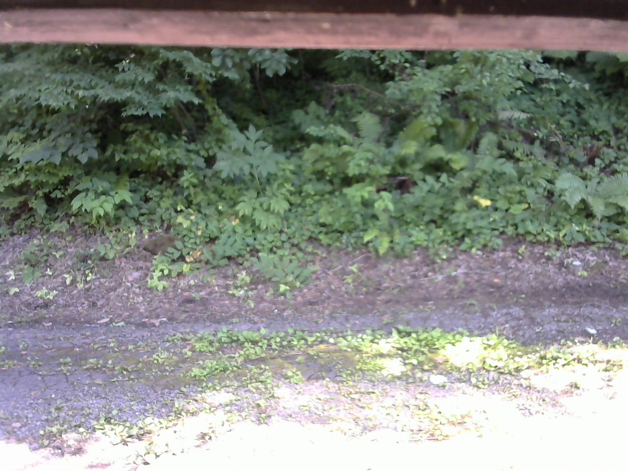 長野県菅平高原 ゆたか山荘 南側 2025/07/19 14:45