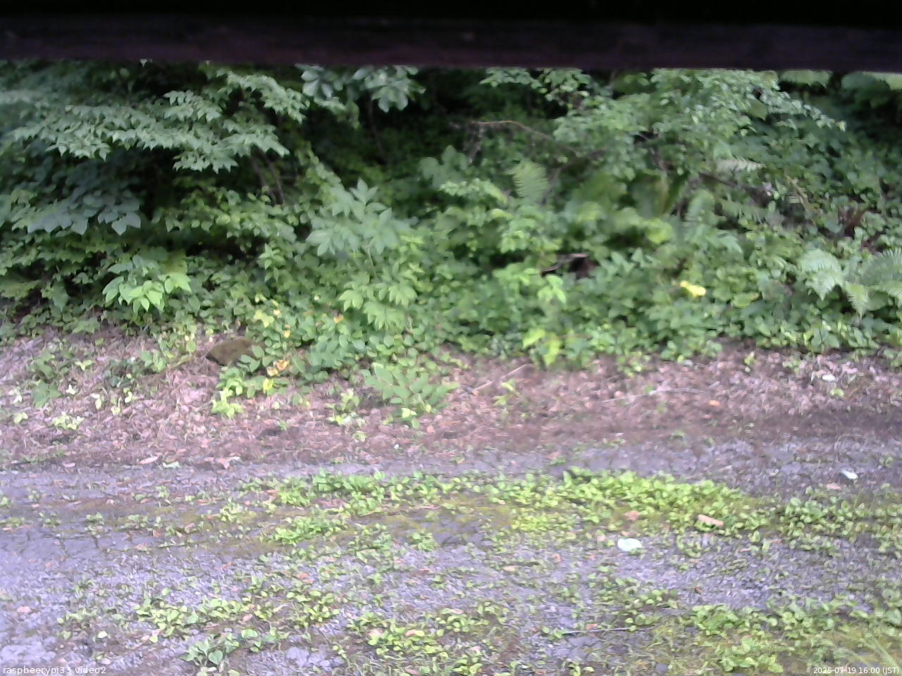 長野県菅平高原 ゆたか山荘 南側 2025/07/19 16:00