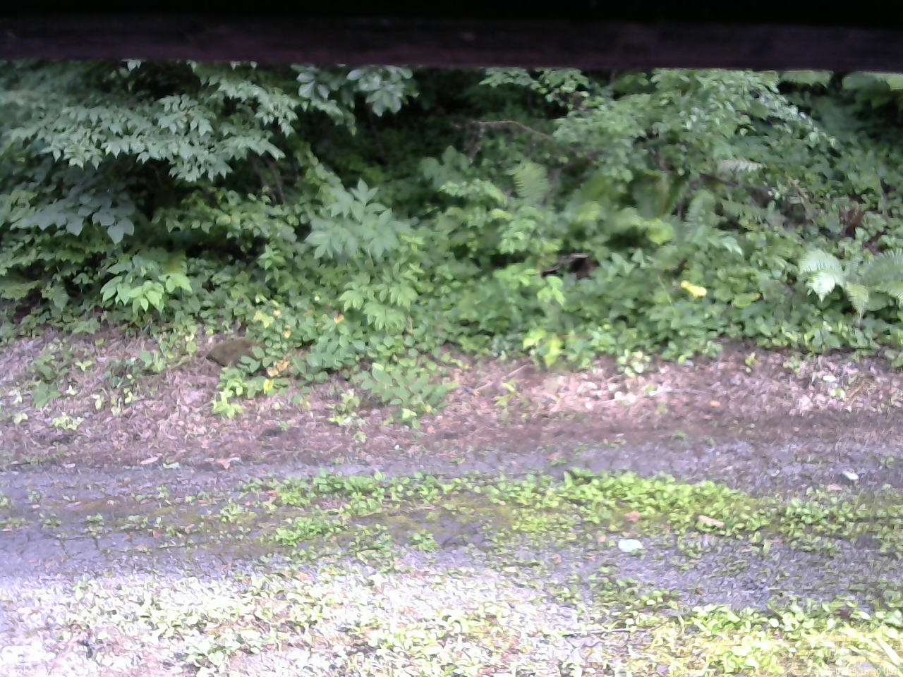長野県菅平高原 ゆたか山荘 南側 2025/07/19 16:30