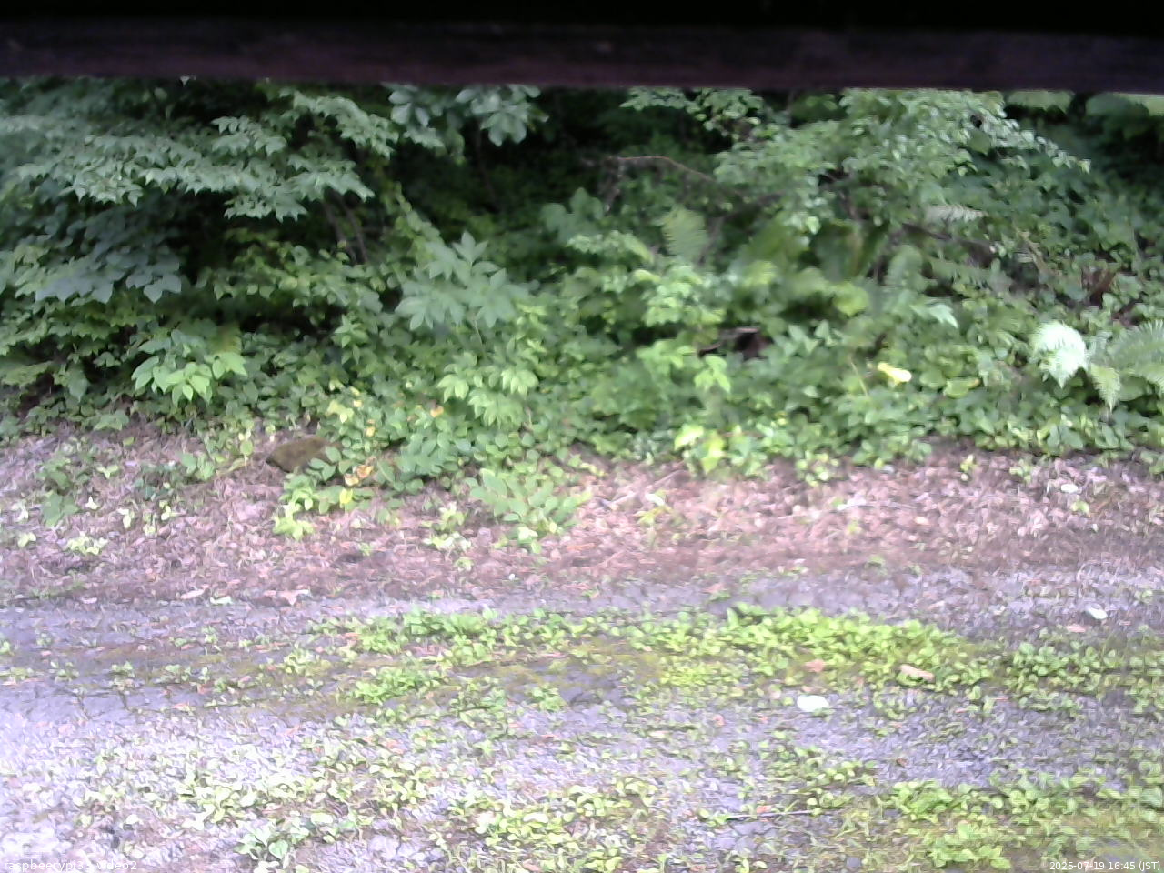 長野県菅平高原 ゆたか山荘 南側 2025/07/19 16:45
