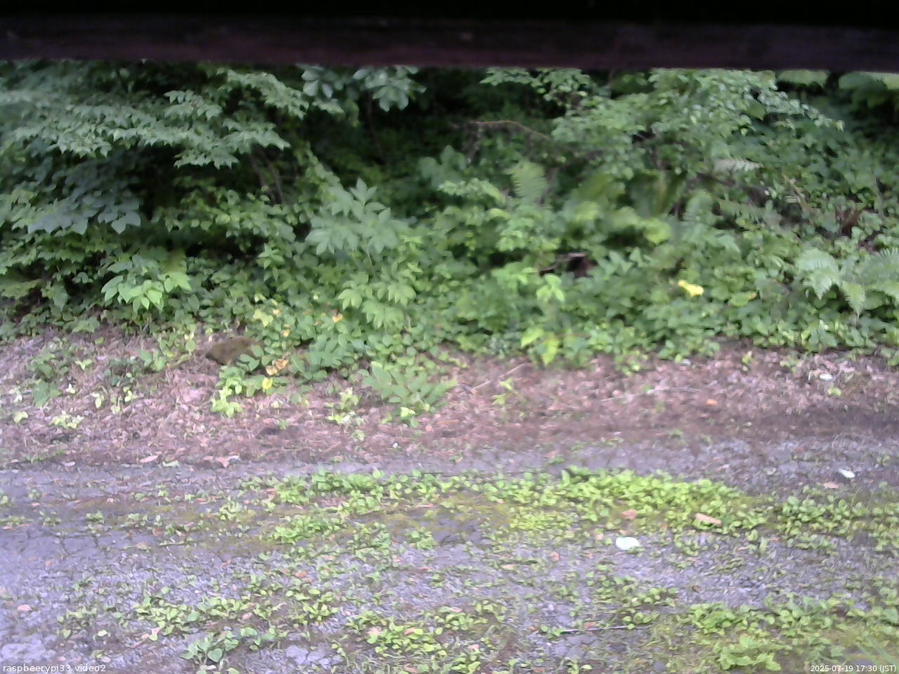 長野県菅平高原 ゆたか山荘 南側 2025/07/19 17:30