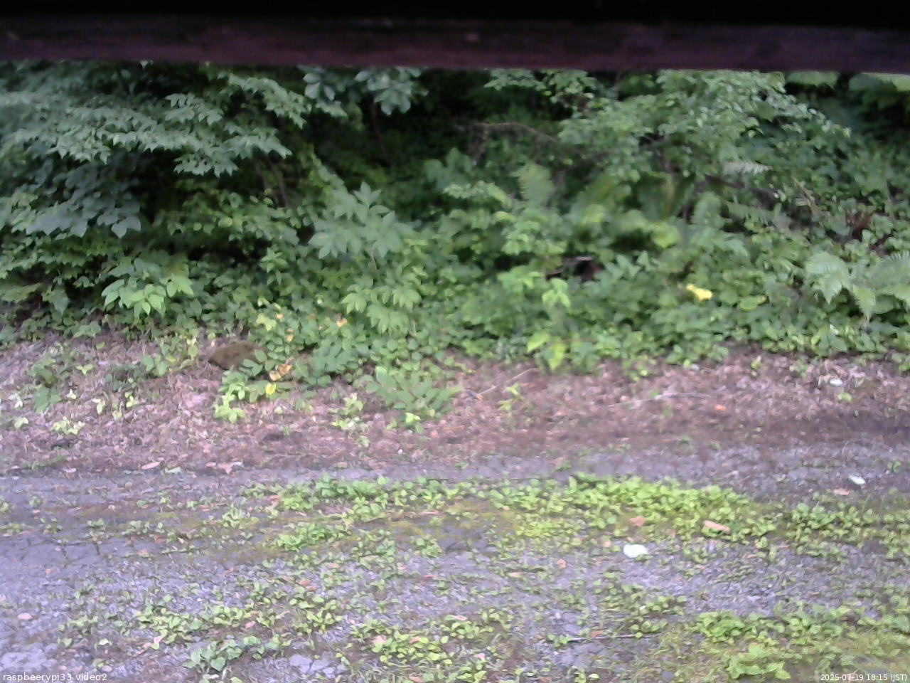 長野県菅平高原 ゆたか山荘 南側 2025/07/19 18:15