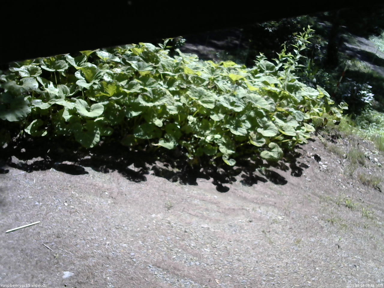 長野県菅平高原 ゆたか山荘 駐車場 2025/07/19 08:45
