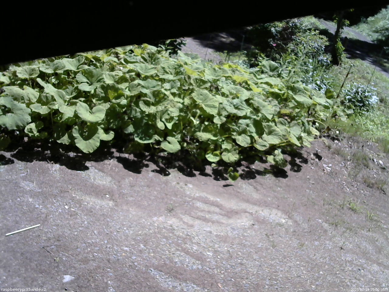 長野県菅平高原 ゆたか山荘 駐車場 2025/07/19 10:00