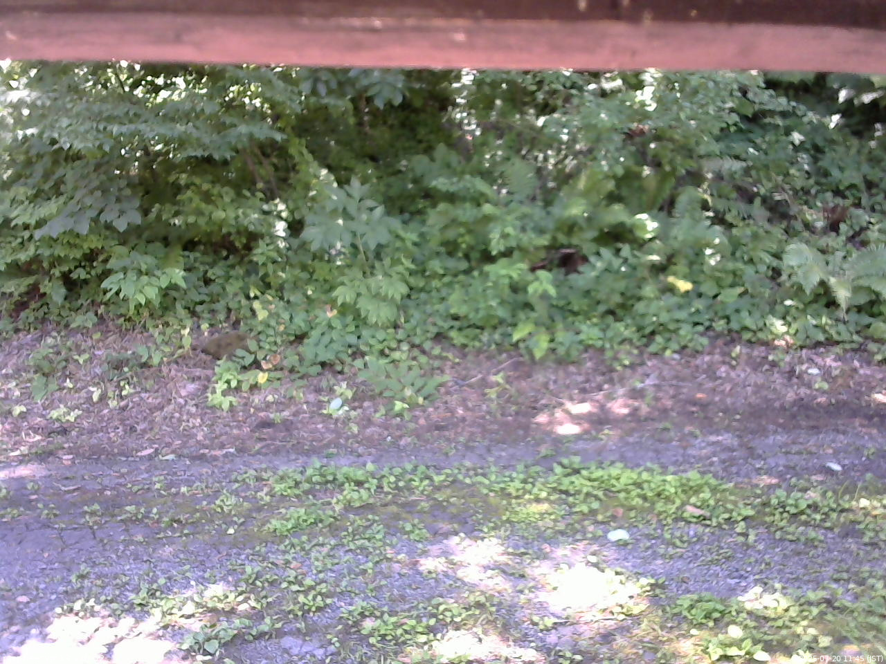 長野県菅平高原 ゆたか山荘 南側 2025/07/20 11:45
