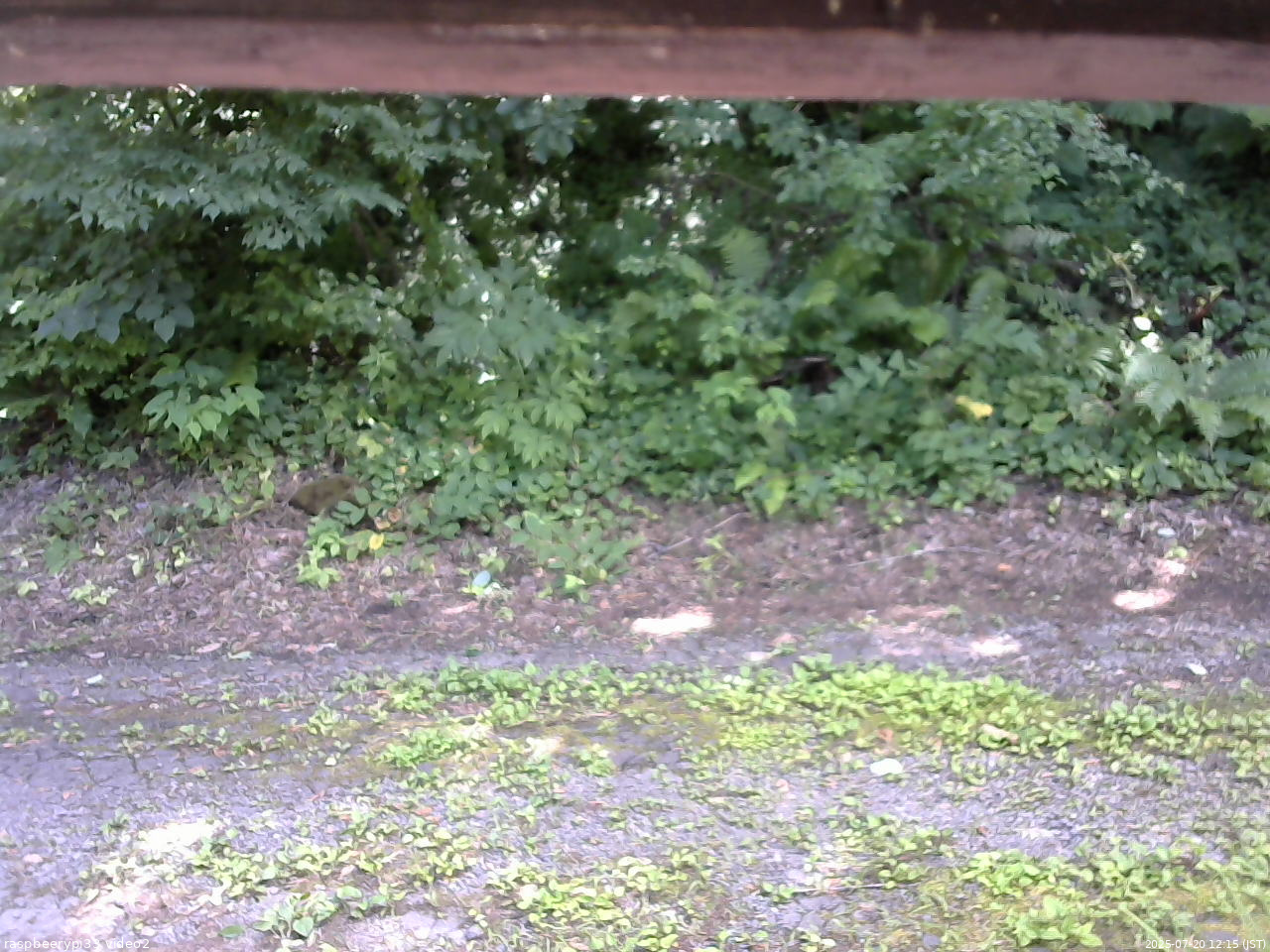 長野県菅平高原 ゆたか山荘 南側 2025/07/20 12:15