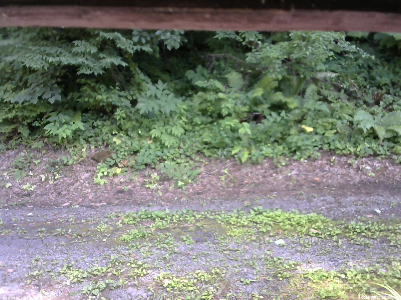 長野県菅平高原 ゆたか山荘 南側 2025/07/20 15:30
