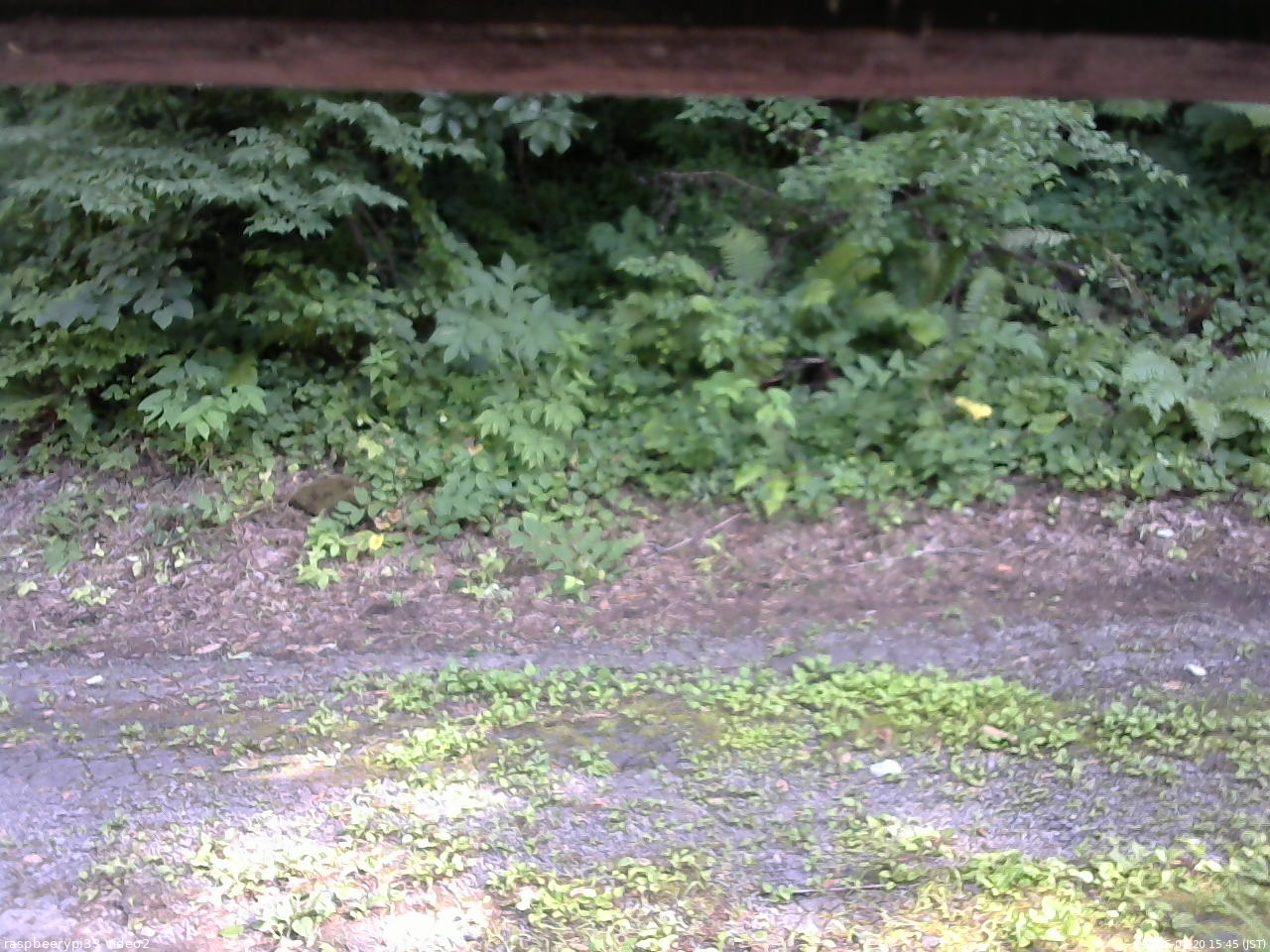 長野県菅平高原 ゆたか山荘 南側 2025/07/20 15:45