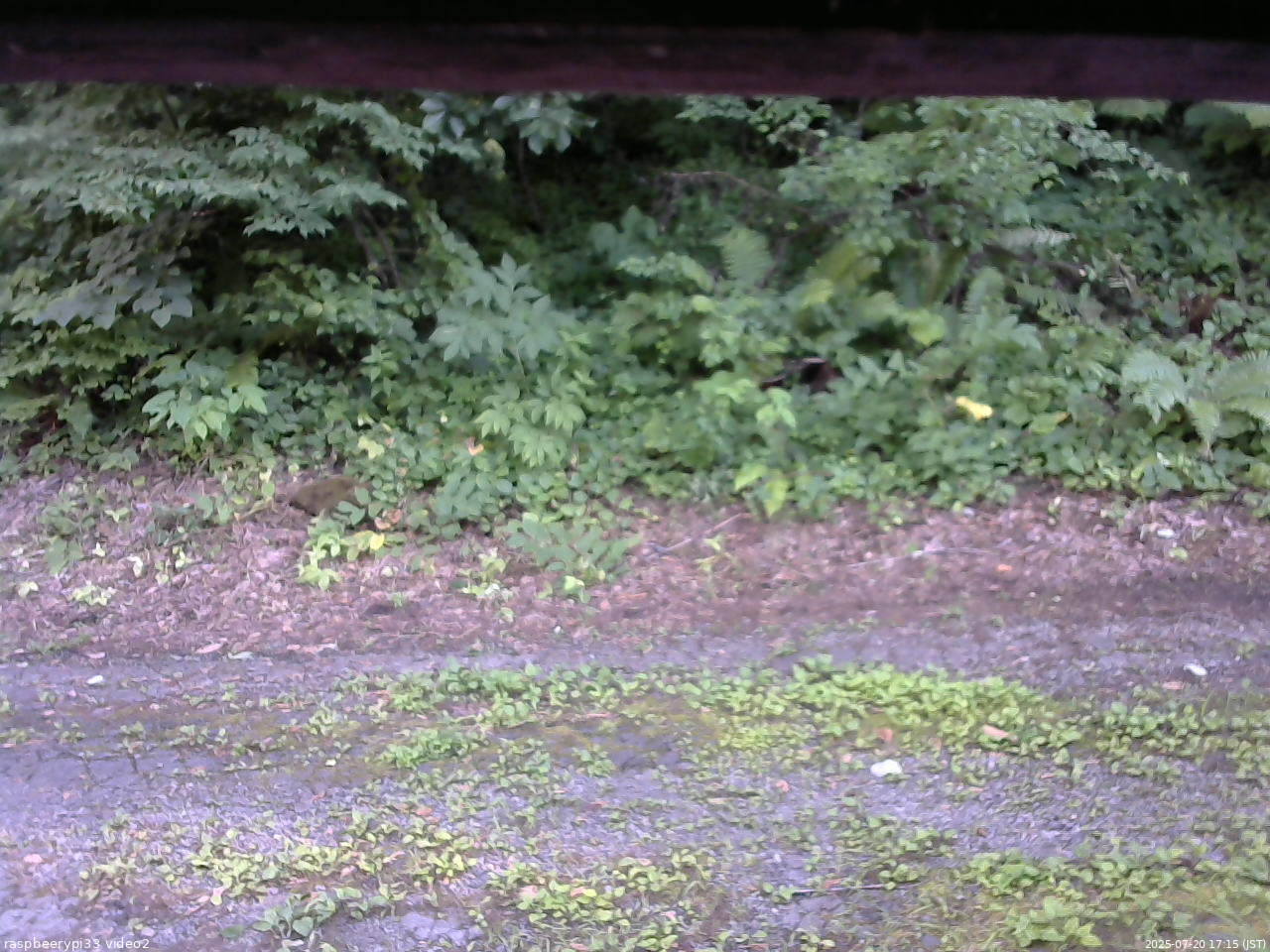 長野県菅平高原 ゆたか山荘 南側 2025/07/20 17:15