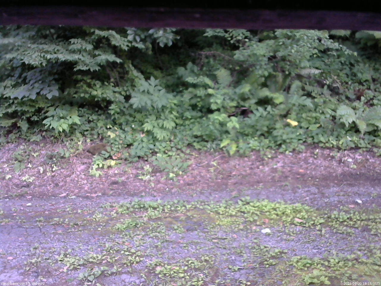 長野県菅平高原 ゆたか山荘 南側 2025/07/20 18:15