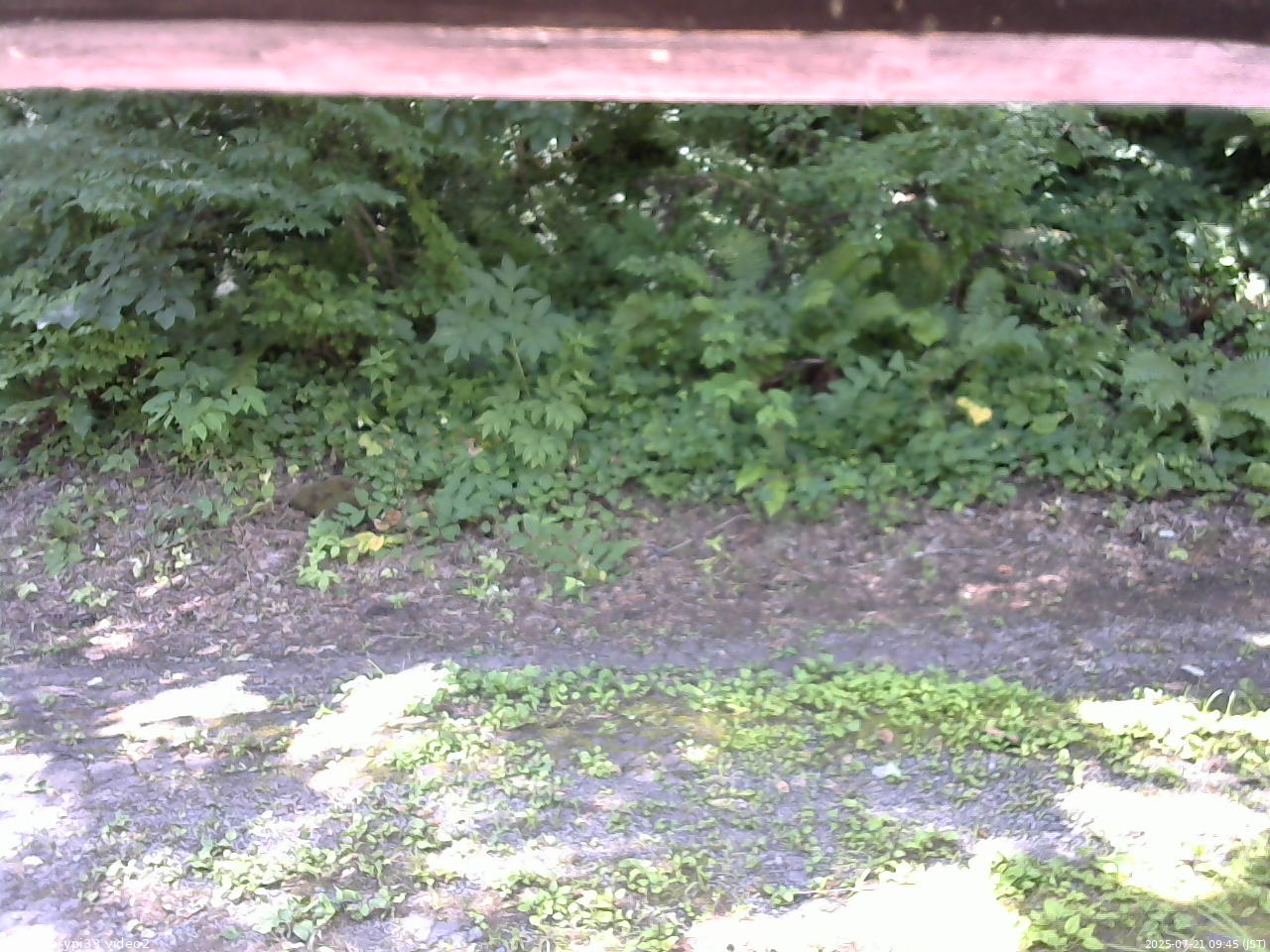 長野県菅平高原 ゆたか山荘 南側 2025/07/21 09:45