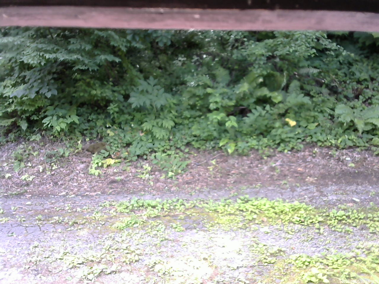 長野県菅平高原 ゆたか山荘 南側 2025/07/21 10:15