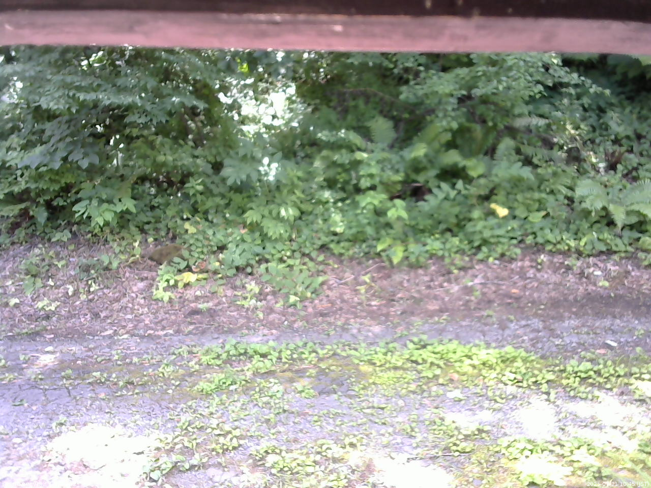 長野県菅平高原 ゆたか山荘 南側 2025/07/21 10:45