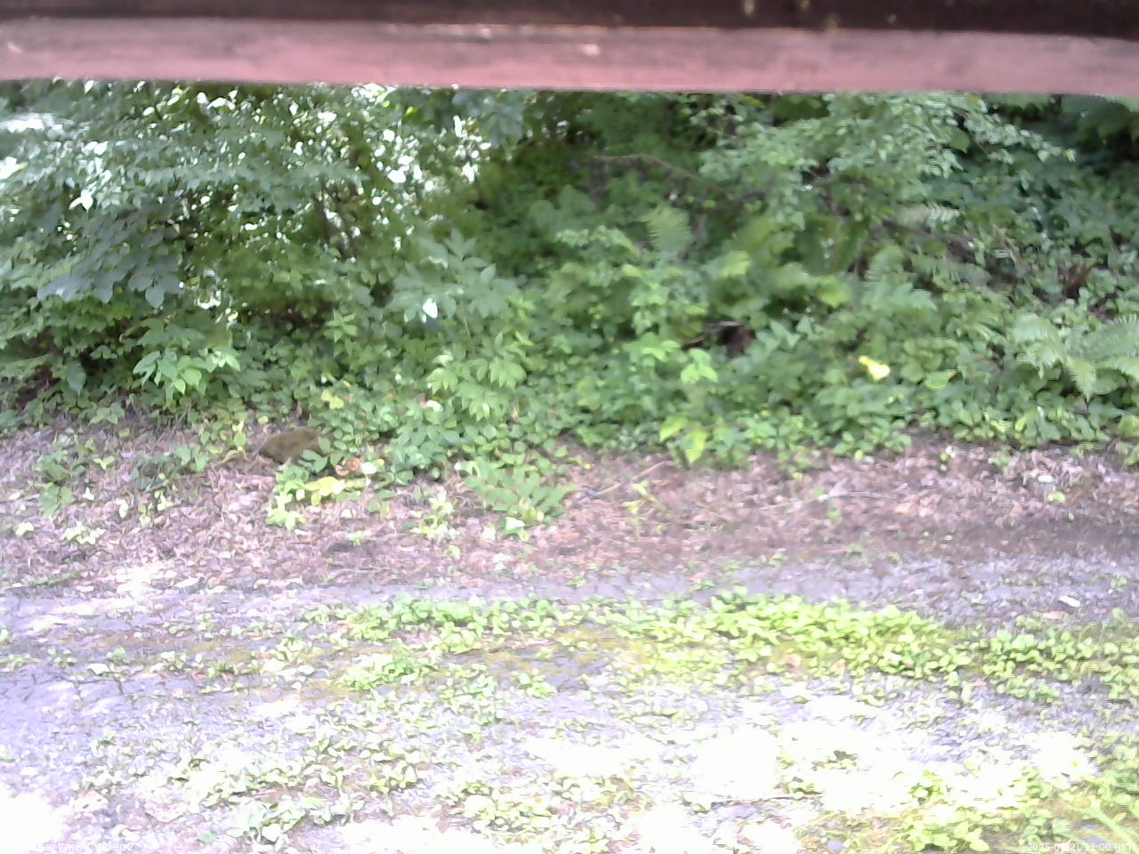 長野県菅平高原 ゆたか山荘 南側 2025/07/21 11:00