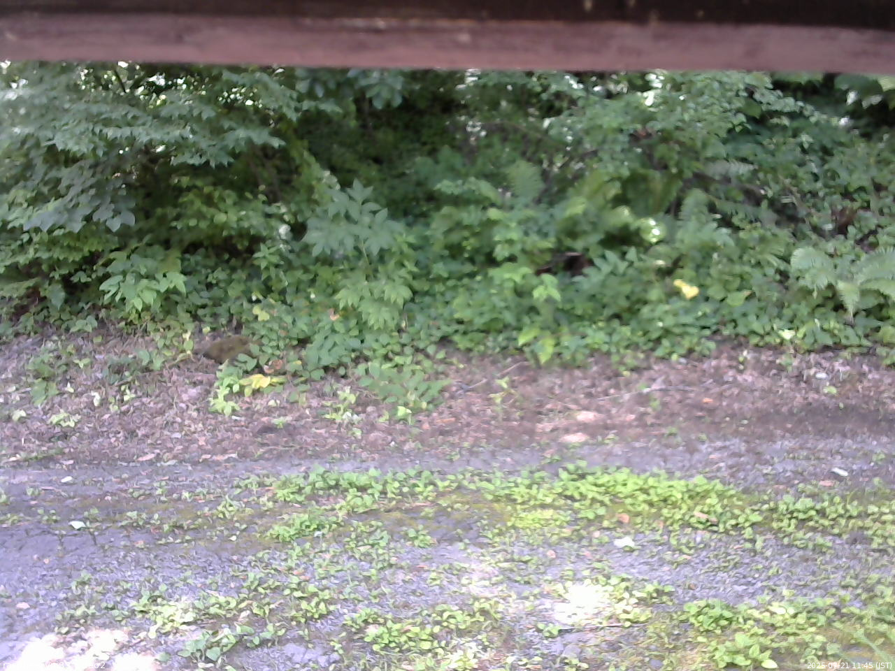 長野県菅平高原 ゆたか山荘 南側 2025/07/21 11:45