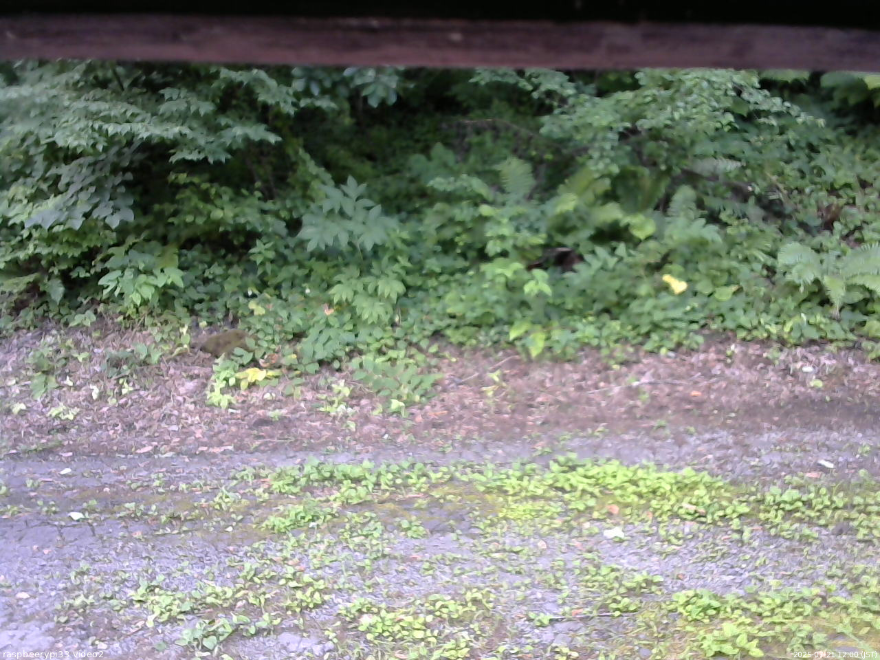長野県菅平高原 ゆたか山荘 南側 2025/07/21 12:00