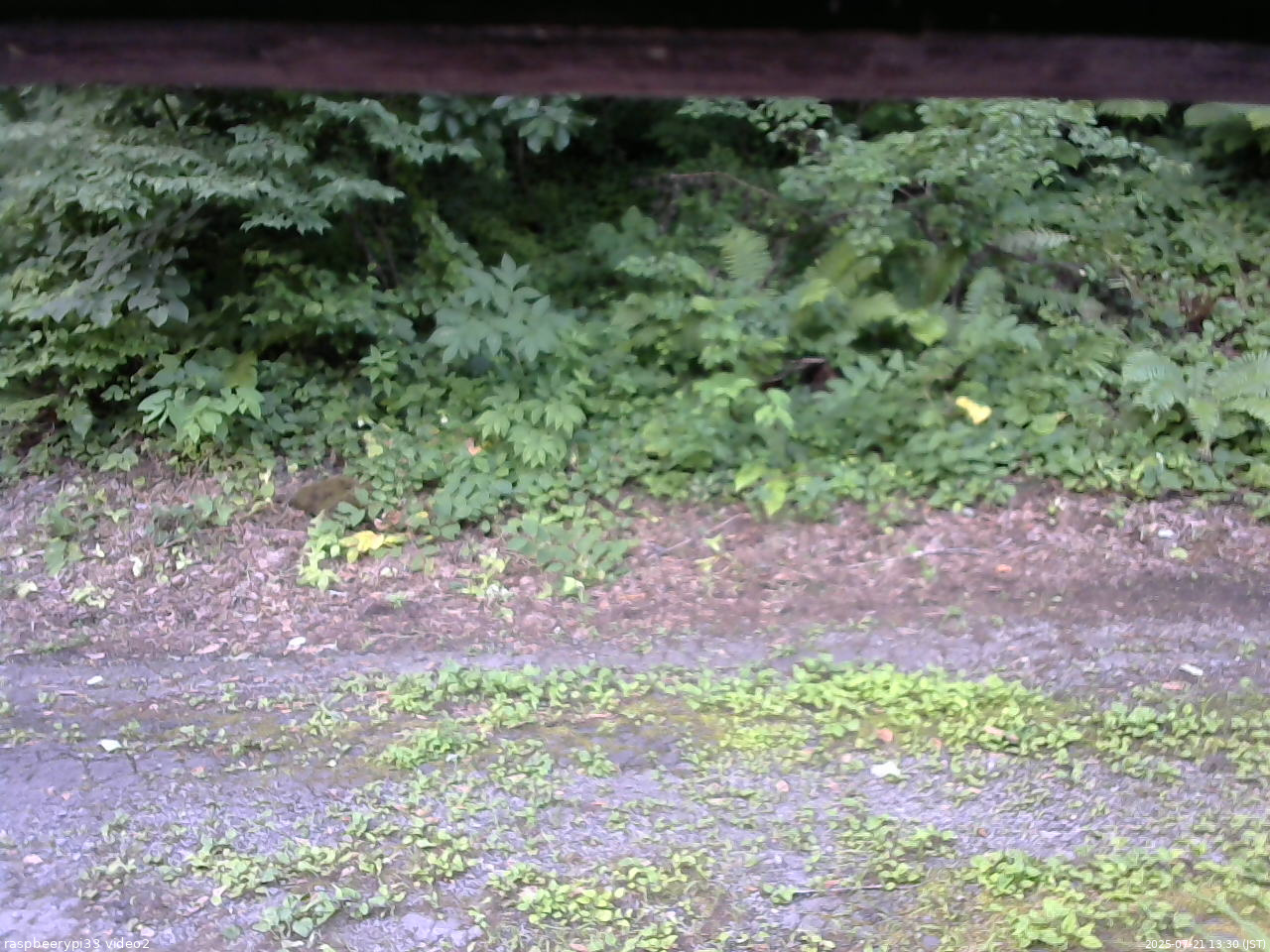 長野県菅平高原 ゆたか山荘 南側 2025/07/21 13:30