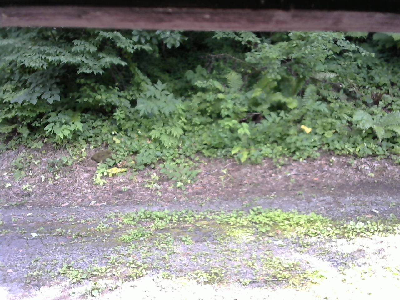 長野県菅平高原 ゆたか山荘 南側 2025/07/21 14:45