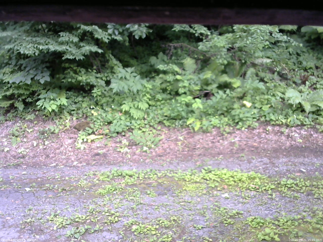 長野県菅平高原 ゆたか山荘 南側 2025/07/21 15:45