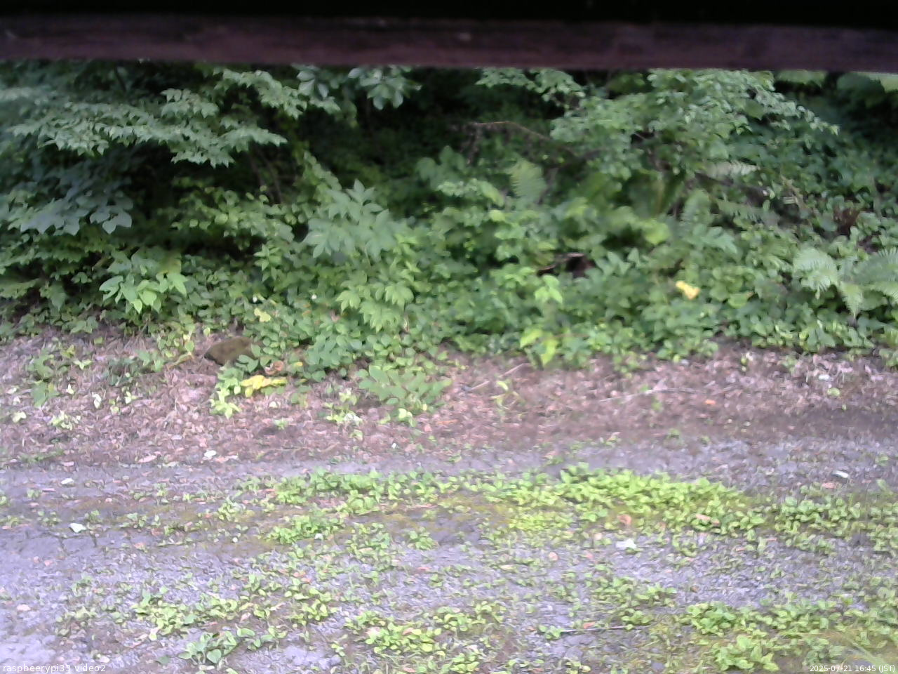 長野県菅平高原 ゆたか山荘 南側 2025/07/21 16:45