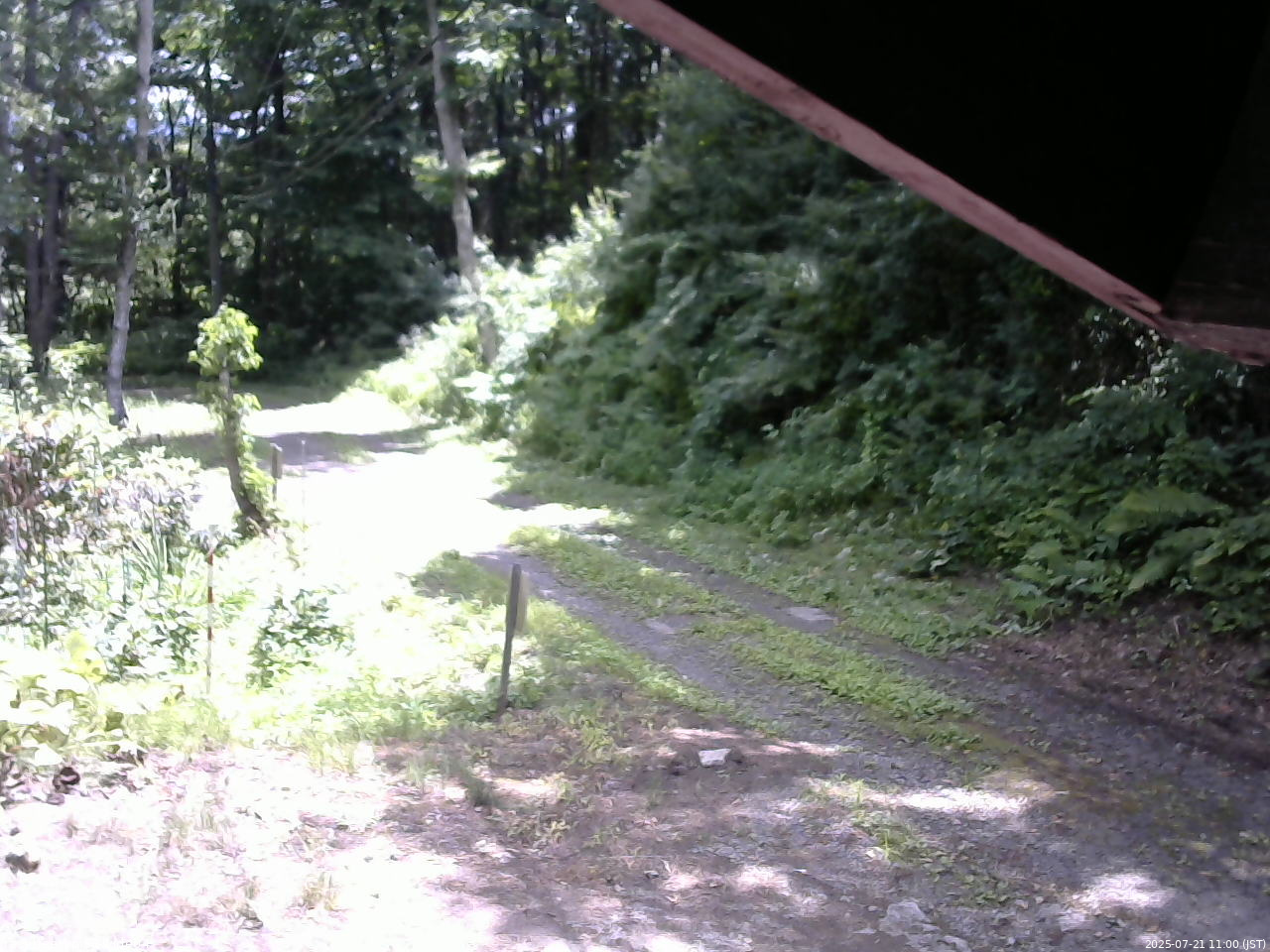 長野県菅平高原 ゆたか山荘 東側(坂下) 2025/07/21 11:00